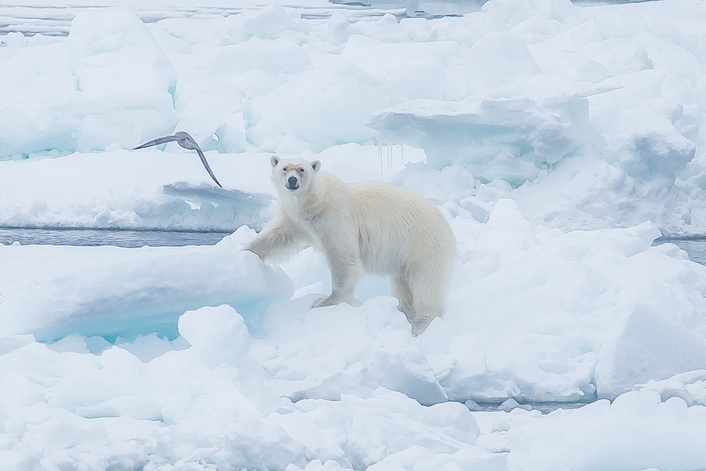 20 bear island, norway.webp